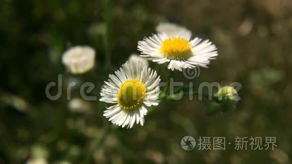 洋甘菊花田近于软焦视频