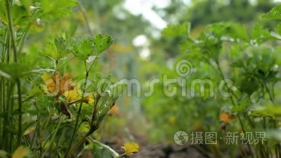 花园里的绿色欧芹在风中摇曳。 花园里新鲜的欧芹叶子，特写.. 4k. 4k视频