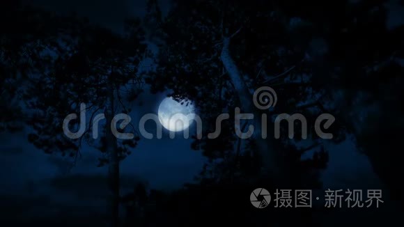 暴风雨之夜高树后的月亮视频