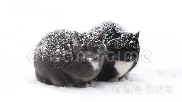 两只猫坐在雪粉上