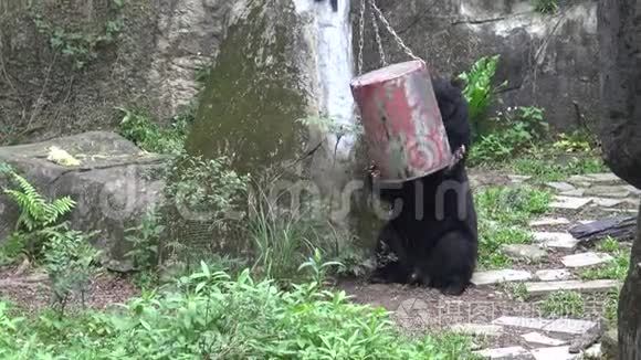 一只成年福沙黑熊玩食物容器吃视频