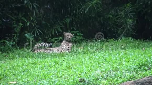 猎豹或猎豹躺在动物园的草地上视频