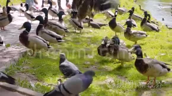 公园里城市池塘的岸边有一大群鸭子. 特写镜头。 回放缓慢。