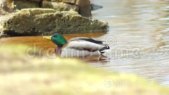 公园里的鸭子特写视频