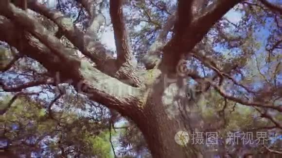 公园里的一棵大分枝的树视频