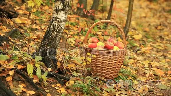 带红苹果的Wick篮子秋天的风景