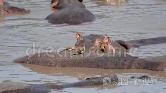 靠近河中的河马和吃动物皮肤寄生虫的鸟类