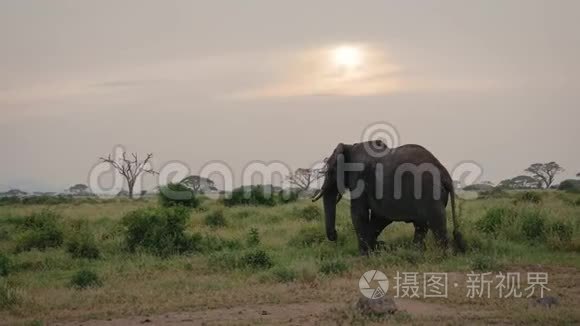 非洲大象在萨凡纳的阿卡西亚和灌木的背景下离去