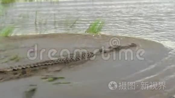 沿着一条游动的咸水鳄鱼视频