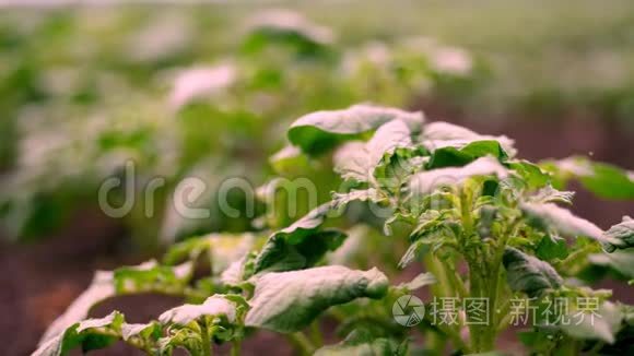 特写镜头。 马铃薯种植园。 一排排嫩绿的土豆芽，一丛丛的马铃薯正生长在农田里