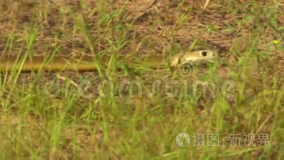 东褐蛇在草地上移动视频