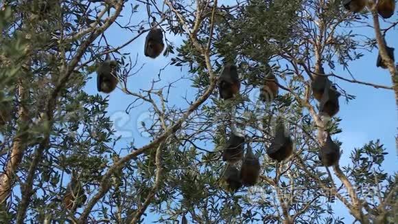 水果蝙蝠想倒着舒服视频
