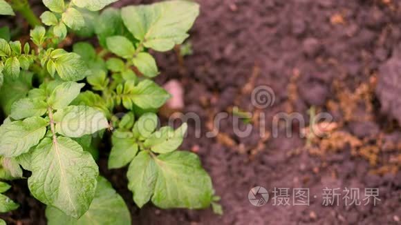俯视图，小土豆丛特写。田里种着一排排排的绿芽马铃薯，马铃薯