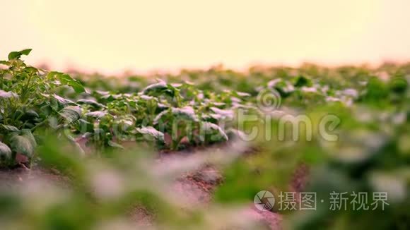 特写镜头。 马铃薯种植园。 一排排嫩绿的土豆芽，一丛丛的马铃薯正生长在农田里