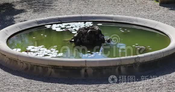 有金鱼和睡莲的圆形池塘视频