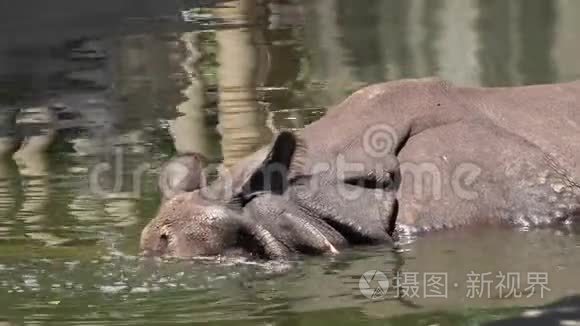 水潭里的犀牛视频