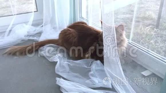 一只巨大的红色大理石缅因州考恩猫躺在窗户边的白色薄纱窗帘后面，环顾四周
