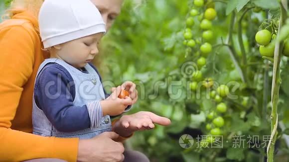 宝贝和奶奶在摘西红柿视频