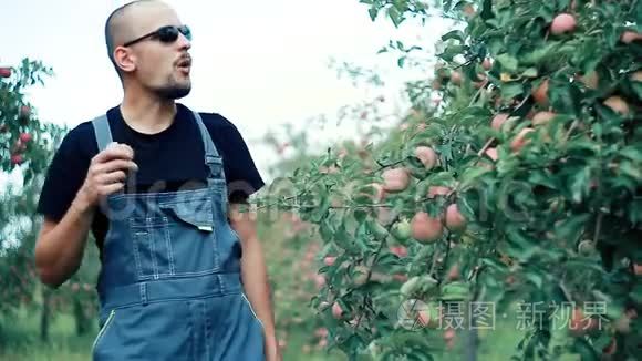 苹果农场主正在收割庄稼视频