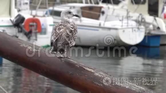 一只年轻的地中海鸥在港口觅食视频