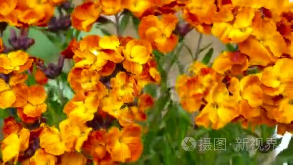 色彩鲜艳的花丛视频
