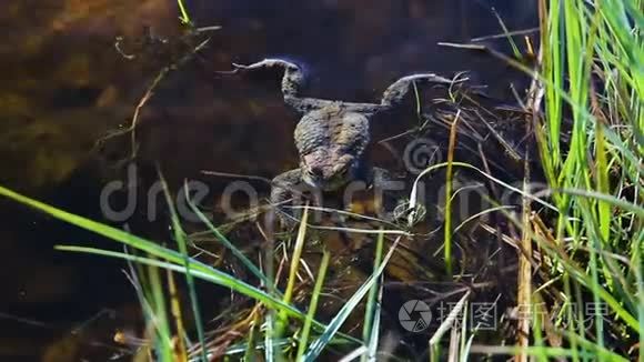 漂亮的小青蛙在池塘水面游泳视频