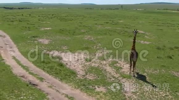 非洲大草原上惊人的长颈鹿视频
