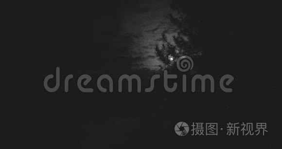 夜空中的月亮和杉树枝