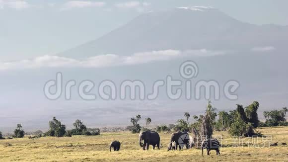 靠近乞力马扎罗山，在安博塞利有一群大象