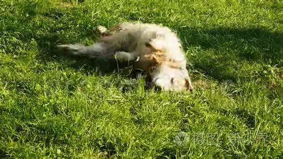 顽皮的湿毛猎犬或拉布拉多犬在草地上抓他的背。 狗在草坪上滚来滚去