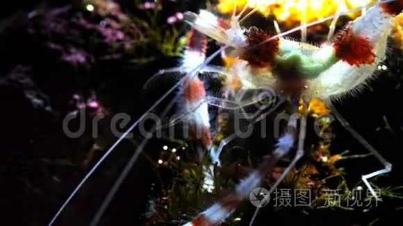 一种带状珊瑚虾喂养视频