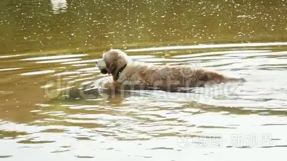 在大自然肮脏的池塘里，湿毛猎犬摇动着水