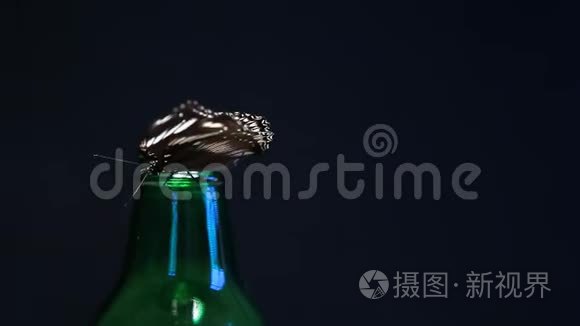 绿色玻璃瓶蝴蝶暗背景高清镜头视频