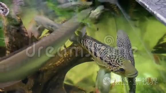 大型食肉水族馆鱼类接近