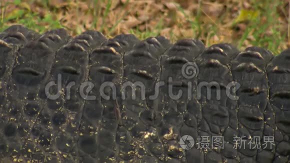 鳄鱼背上的脊鳞视频