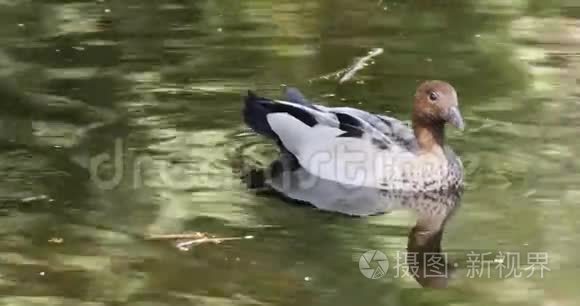 男性澳大利亚木鸭视频