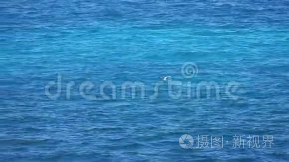 白海鸟飞越海面