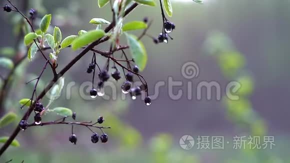 雨后一只樱桃小鸟的枝条，上面有干浆果和大滴水，在微风中颤抖