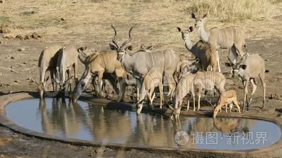 库杜羚羊饮用水-克鲁格国家公园