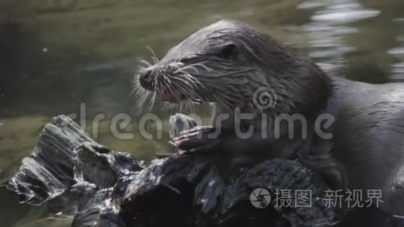 欧洲水獭吃完鱼餐视频