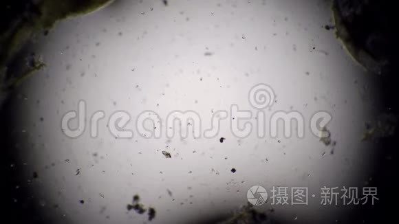 新鲜水显微镜下的红外线视频