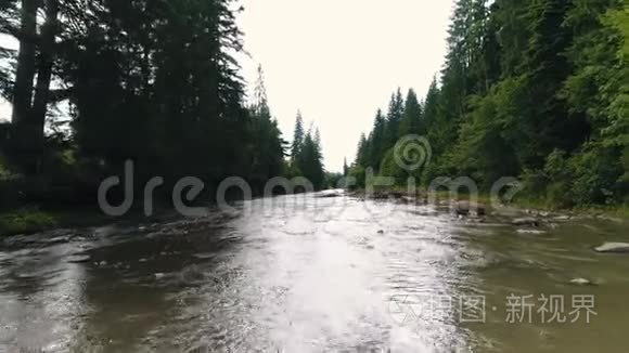 针叶林中的山河视频