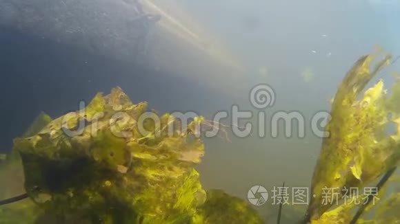 水下河流景观与藻类视频