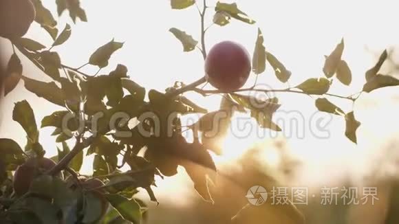 从树上摘红苹果的女孩视频