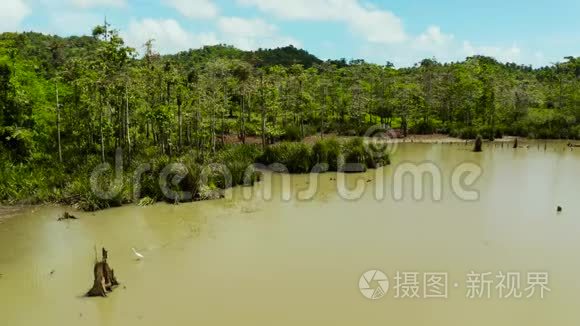 雨林中的沼泽地。 菲律宾，西亚高。