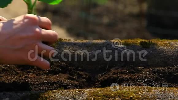 园丁手植物地面高清镜头视频