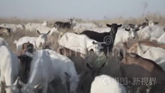 牧场上的山羊。 野生动物和生态。