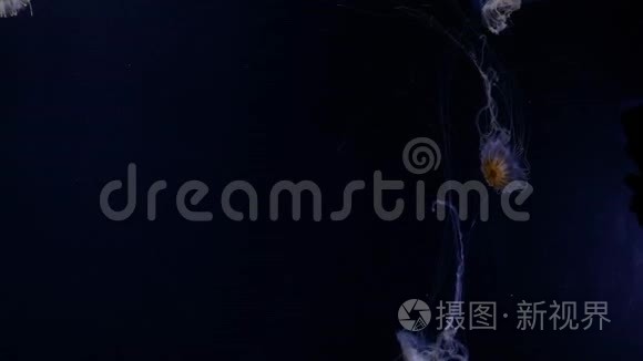 水母在深蓝色的海面上游动视频