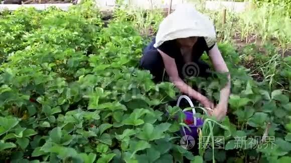 女人在田间采摘草莓视频