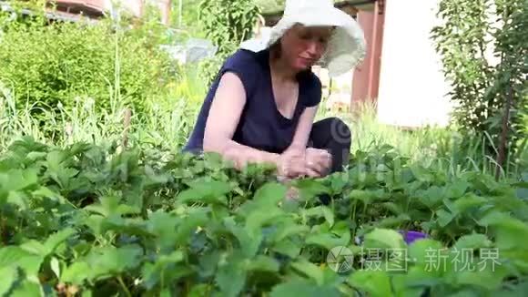 女人在田间采摘草莓视频